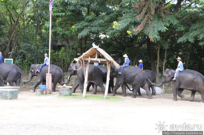 Веселые и добрые слоники.