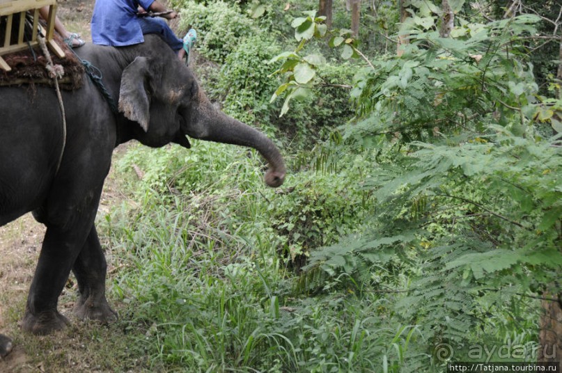 Веселые и добрые слоники.