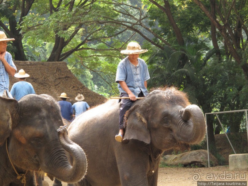Веселые и добрые слоники.
