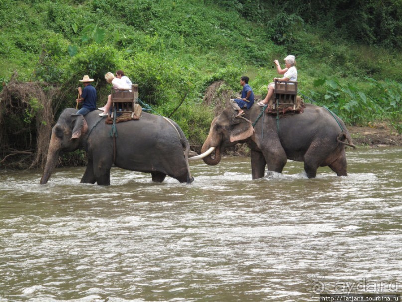 Веселые и добрые слоники.