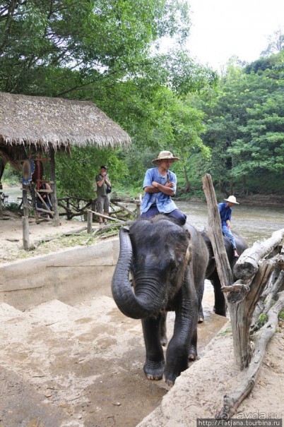 Веселые и добрые слоники.