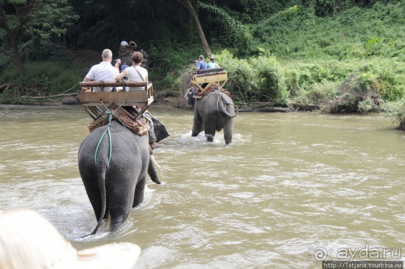 Веселые и добрые слоники.
