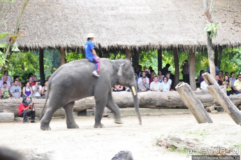 Веселые и добрые слоники.