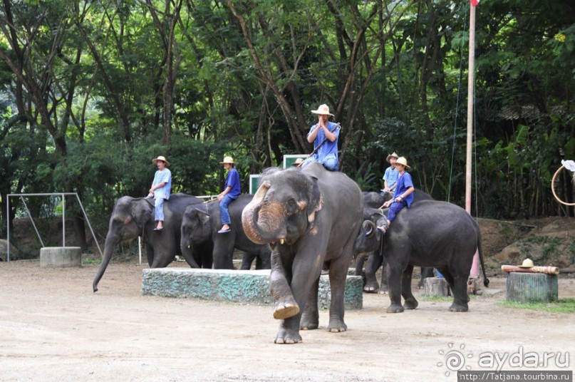 Веселые и добрые слоники.