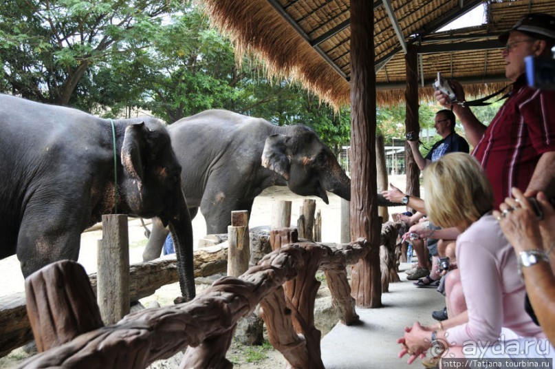 Веселые и добрые слоники.