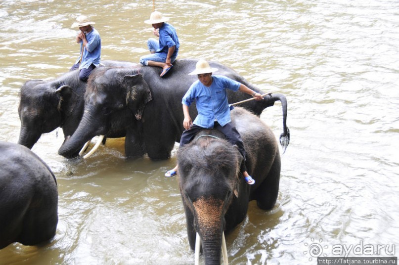 Веселые и добрые слоники.