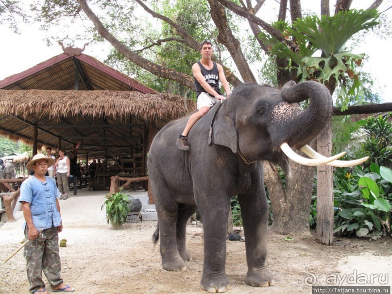 Веселые и добрые слоники.