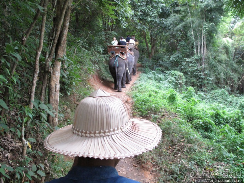 Веселые и добрые слоники.