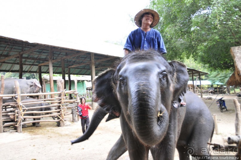 Веселые и добрые слоники.