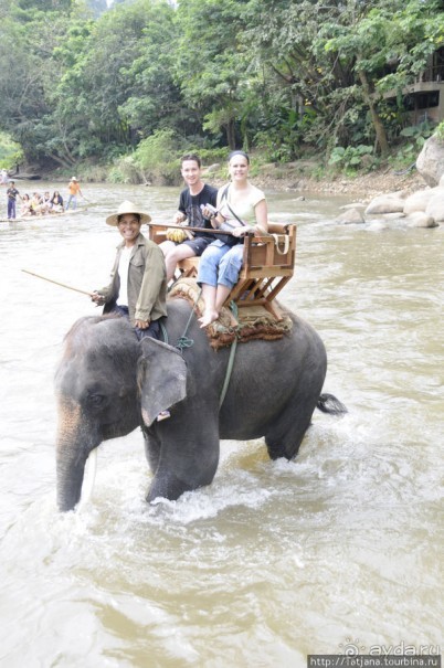 Веселые и добрые слоники.