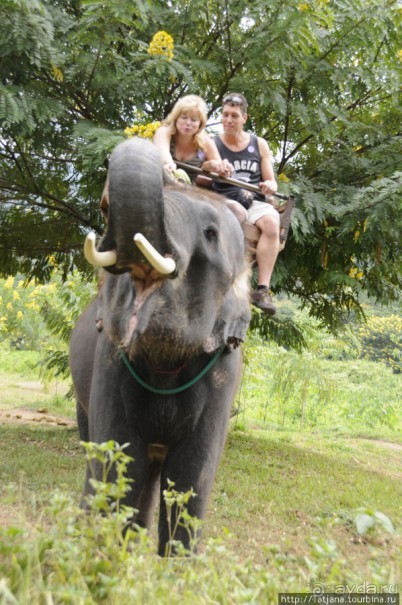 Веселые и добрые слоники.