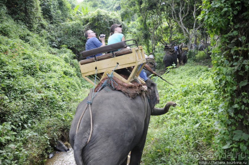 Веселые и добрые слоники.