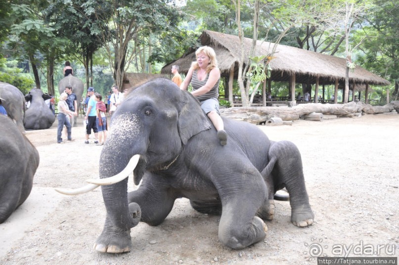 Веселые и добрые слоники.