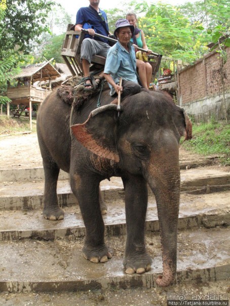 Веселые и добрые слоники.