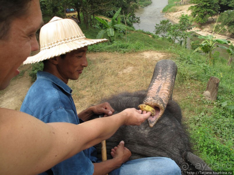 Веселые и добрые слоники.