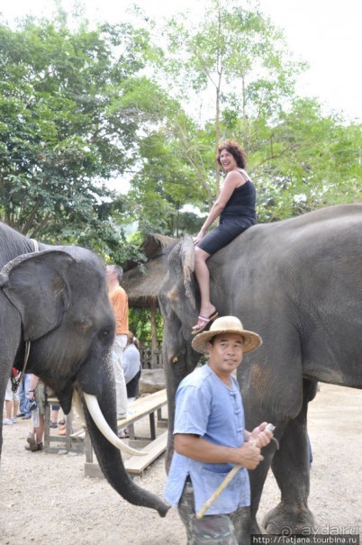 Веселые и добрые слоники.