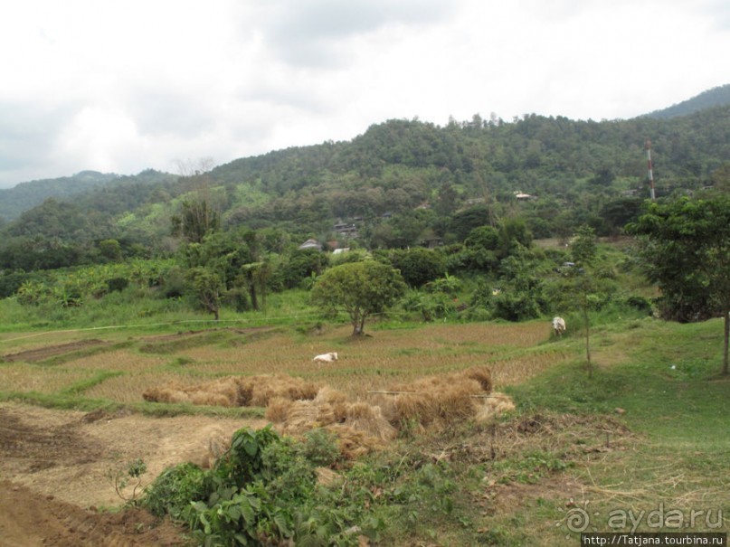 Веселые и добрые слоники.