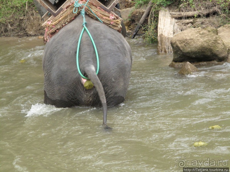 Веселые и добрые слоники.