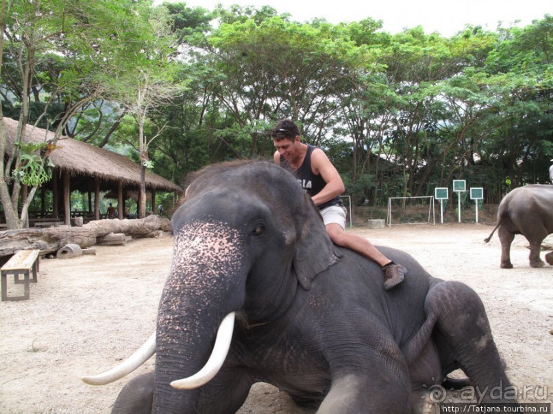 Веселые и добрые слоники.