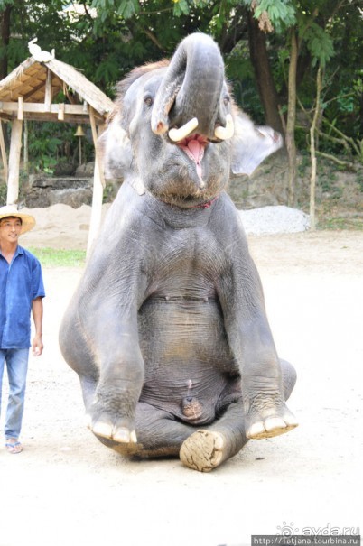 Веселые и добрые слоники.