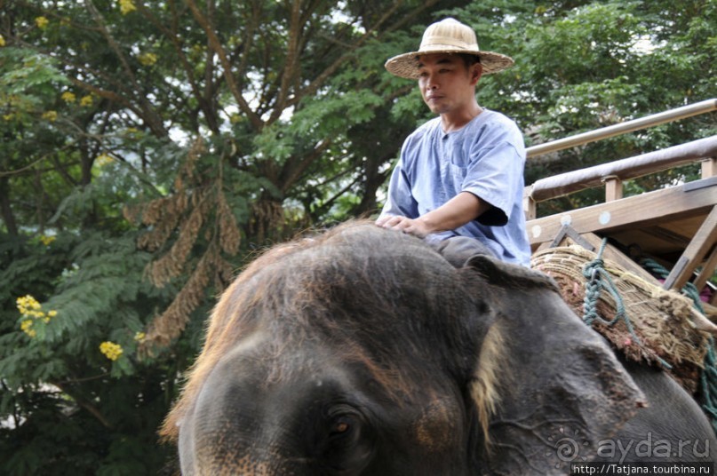 Веселые и добрые слоники.