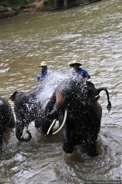 Веселые и добрые слоники.