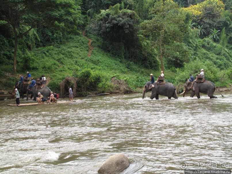 Веселые и добрые слоники.