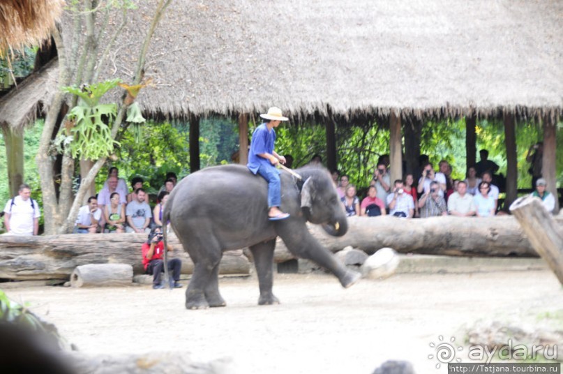 Веселые и добрые слоники.