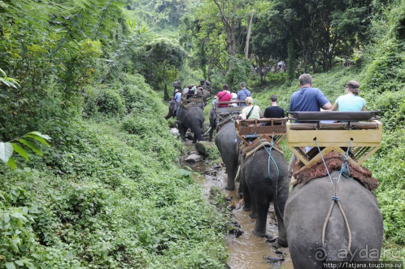 Веселые и добрые слоники.