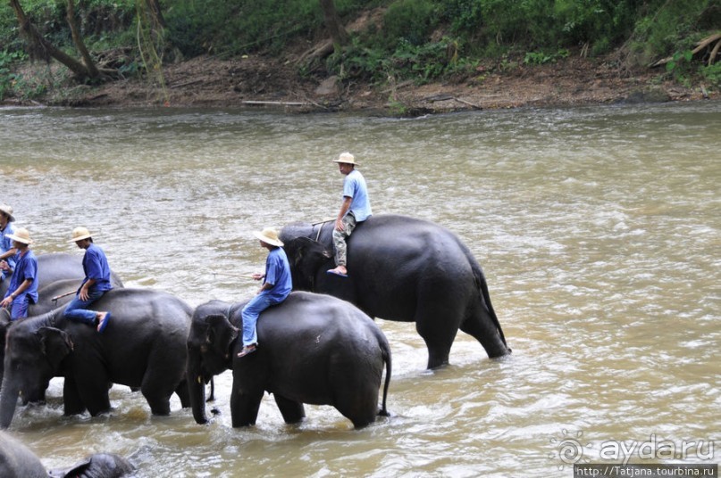 Веселые и добрые слоники.