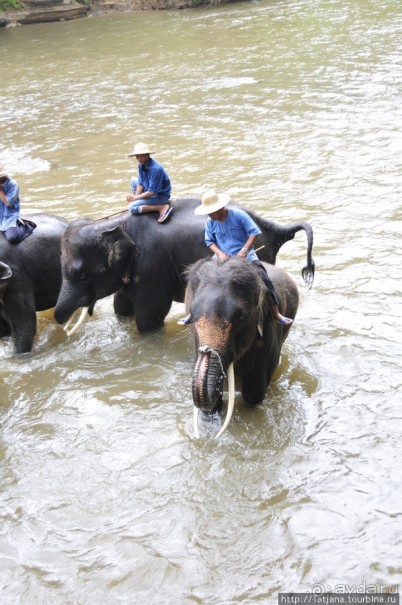 Веселые и добрые слоники.