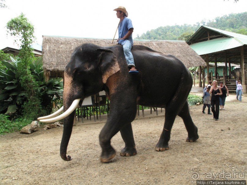 Веселые и добрые слоники.