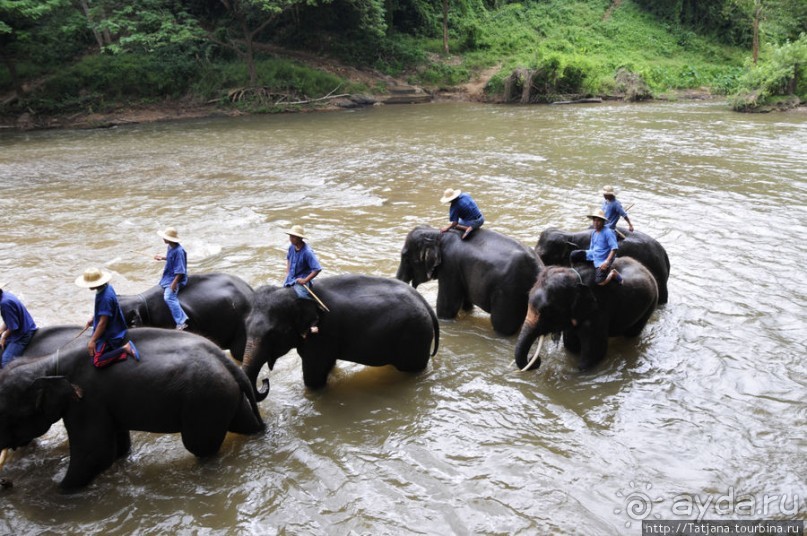 Веселые и добрые слоники.