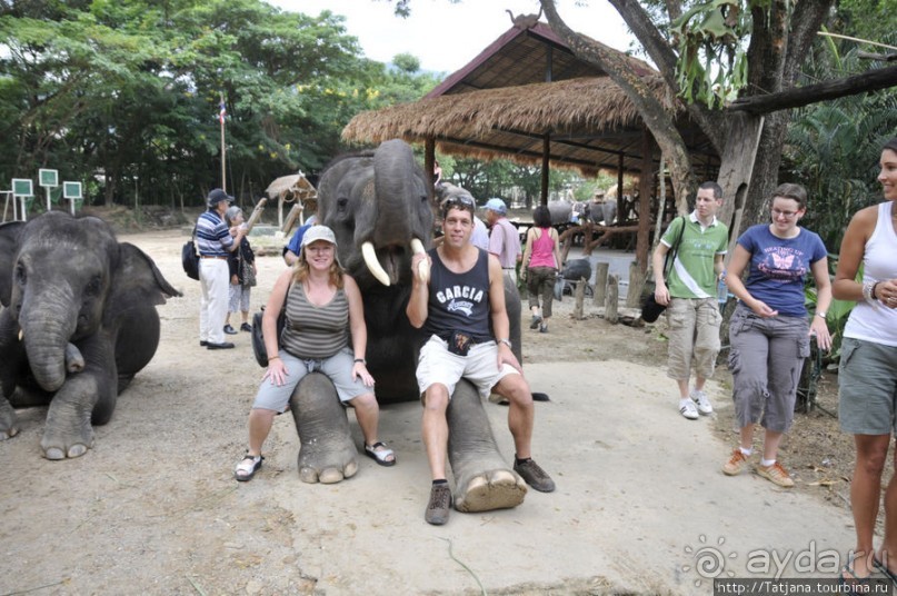 Веселые и добрые слоники.