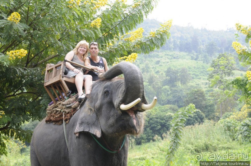 Веселые и добрые слоники.