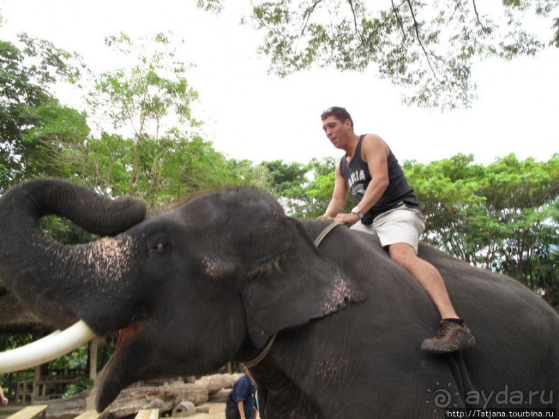 Веселые и добрые слоники.