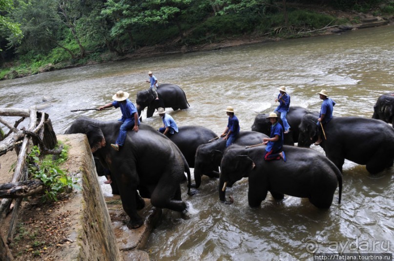 Веселые и добрые слоники.