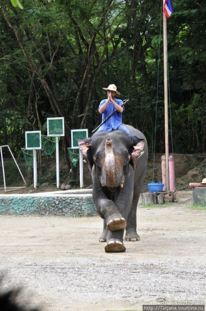 Веселые и добрые слоники.