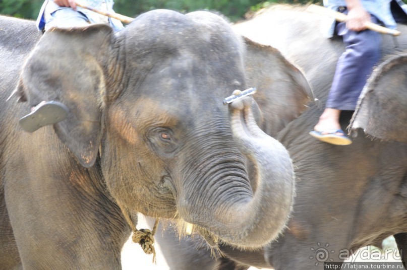 Веселые и добрые слоники.