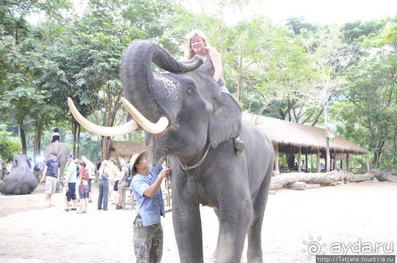 Веселые и добрые слоники.