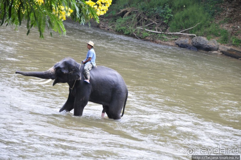 Веселые и добрые слоники.