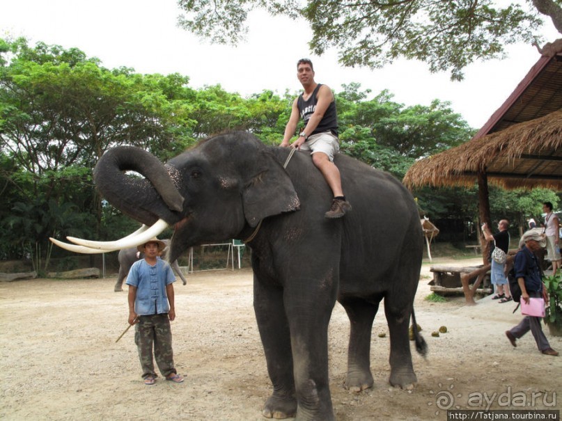 Веселые и добрые слоники.