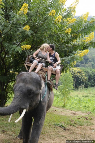 Веселые и добрые слоники.