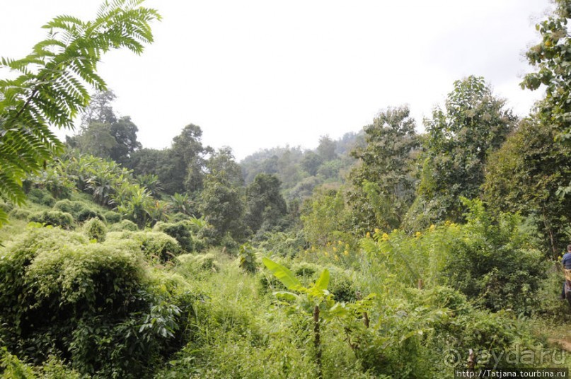 Веселые и добрые слоники.