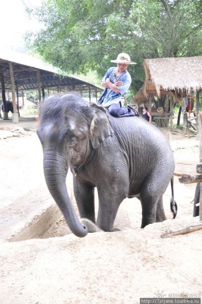 Веселые и добрые слоники.