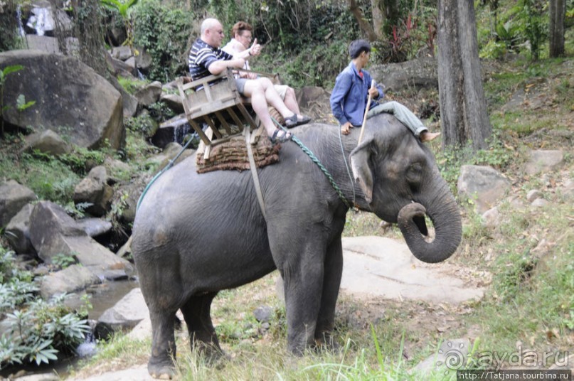 Веселые и добрые слоники.