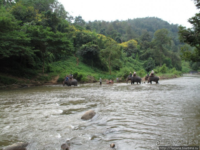 Веселые и добрые слоники.