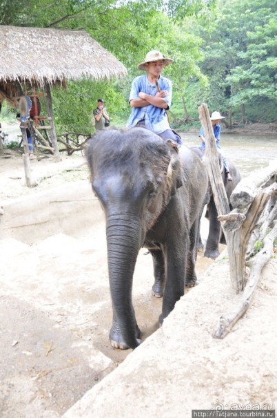Веселые и добрые слоники.