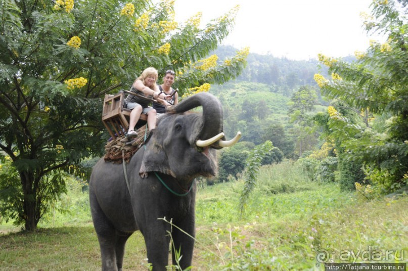 Веселые и добрые слоники.