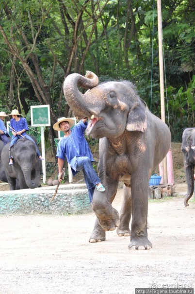 Веселые и добрые слоники.